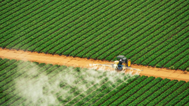 Wasp Removal Services in Cassville, WV